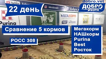 Супер-эксперимент | сравниваем 5 кормов | МЕГАКОРМ, НАШкорм, Пурина, Бест, Росток | 22 дня