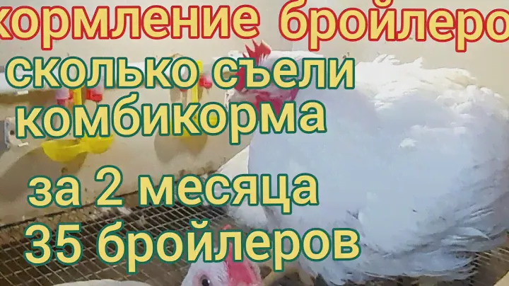 Сколько надо комбикорма бройлерам для выращивания до 60 дней. Кормление бройлеров комбикормом Пурина