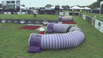 The 2021 Purina Pro Plan Incredible Dog Challenge 1st Place Results - 30 Weave Competition