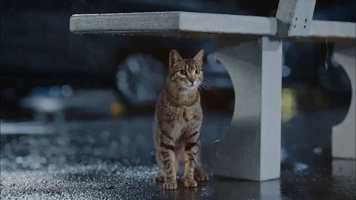 Purina® Cat Chow® con Defense Plus®