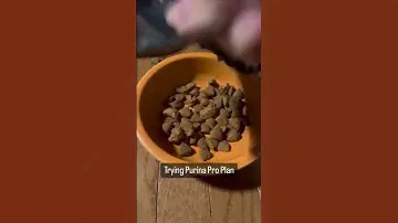 Your Senior Dog's Potential with Purina Pro Plan Senior Dog Food! #dog #puppy