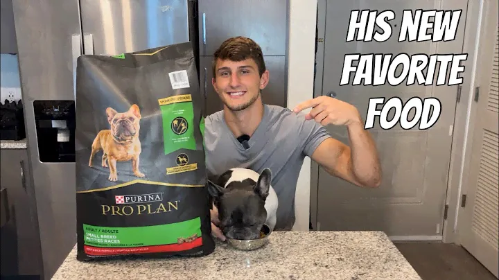 Best food for small dogs (TASTE TEST)