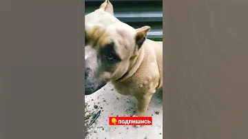 Аллергическая реакция на укусы комаров у собаки. #аллергия #ветеринария #американскийбулли #булли