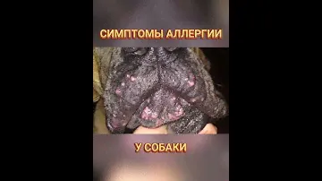 🐕📝🐾 Симптомы аллергии у собаки