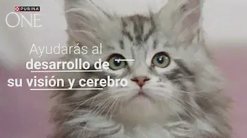 Purina ONE® Junior