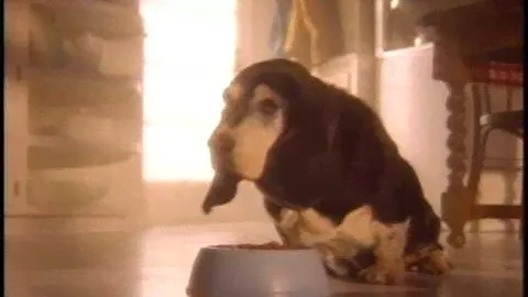 Purina Dog Chow