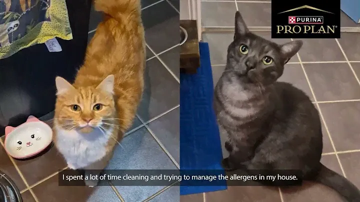 Watch Storm & Nin's Story - PRO PLAN LIVECLEAR Allergen Reducing Cat Food