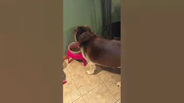 Dog chow