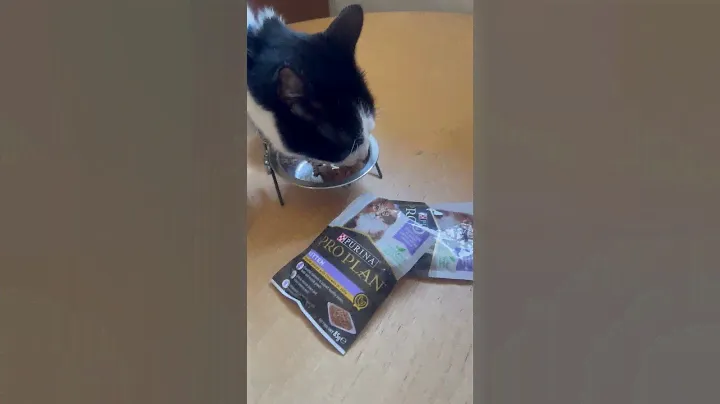 Lucy's cat tries Pro Plan Kitten pouches for the first time