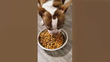 Purina Dog Chow TV Commercial (Revised)