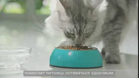 Purina ONE® заботится о здоровье стерилизованных кошек и кастрированных котов