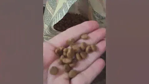 purina cat chow