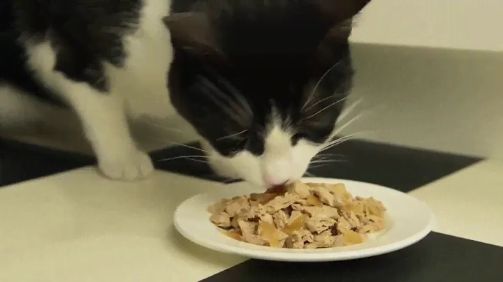 Clever cats always get away with it! | PURINA FELIX