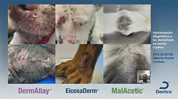 1. Aproximación diagnóstica a las dermatosis en perros y gatos - Martin Cordero