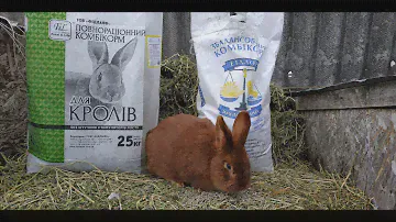Кормление кроликов комбикормом //Жизнь в деревне !!!