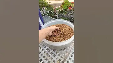Корм для кошек Purina One