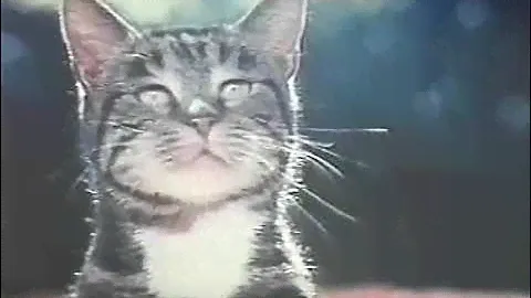 Purina Cat Chow Commercial - 1970s