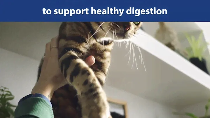 Purina® Cat Chow® - Helps protect your pet every day!