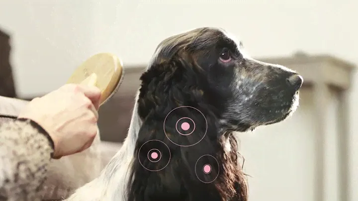 Purina® Pro Plan® Perro con Optiderma®