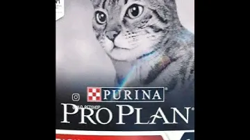 pro plan cat dry food