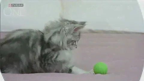 Purina ONE Junior