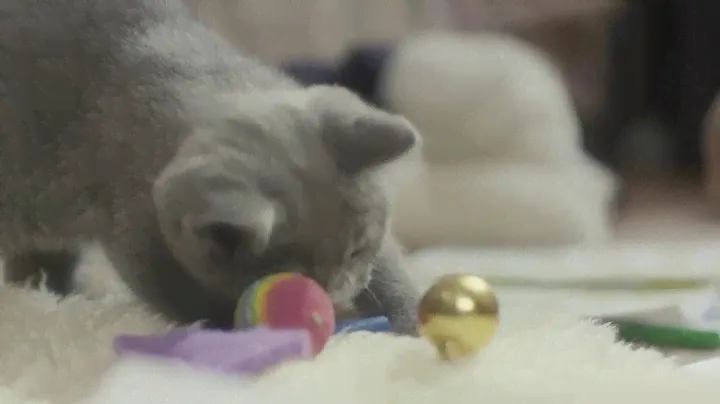 Purina ProPlan Cat Kitten long version (Russian)