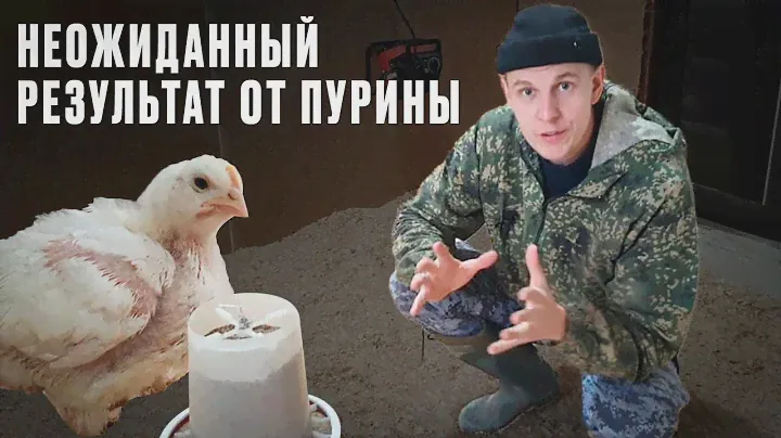 ЧЕМ МЫ КОРМИМ БРОЙЛЕРОВ\\\700 ГРАММ ЗА 15 ДНЕЙ\\\НЕРЕАЛЬНЫЙ РОСТ НА ПУРИНЕ