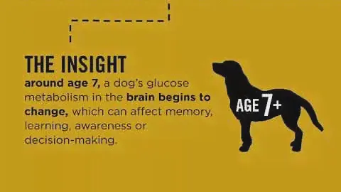 Purina Pro Plan Bright Mind Adult Dog Food | Blain’s Farm & Fleet