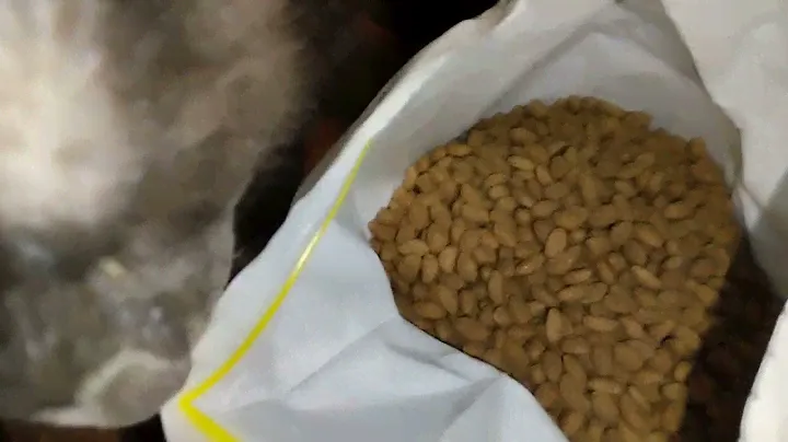#Cat Chow Sterilised  корм для кастрированных котиков|Cat Chow Sterilised  #Сухой #корм