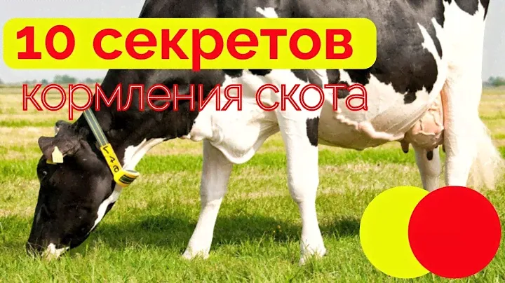 10 секретов кормления скота| рацион для коровы