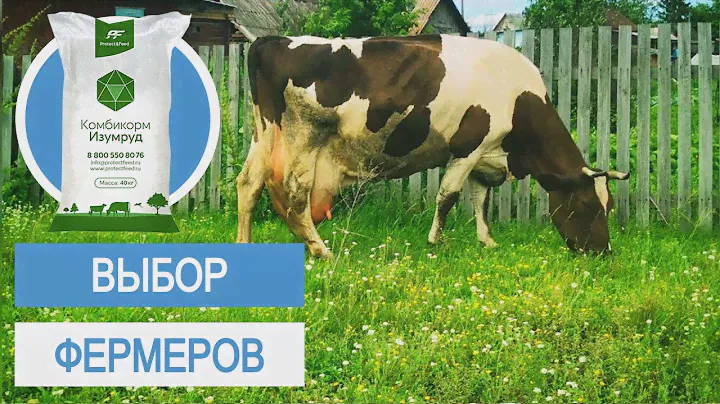 Лучший корм для коров. Честный отзыв от клиента.