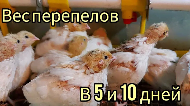 Перепела тестируют МЕГАКОРМ.