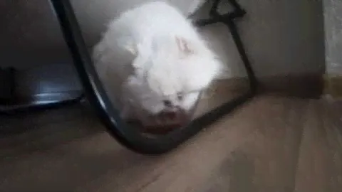 Пародия на рекламу Мокрый корм (Аппетитные кусочки) для кошек Purina Gourmet