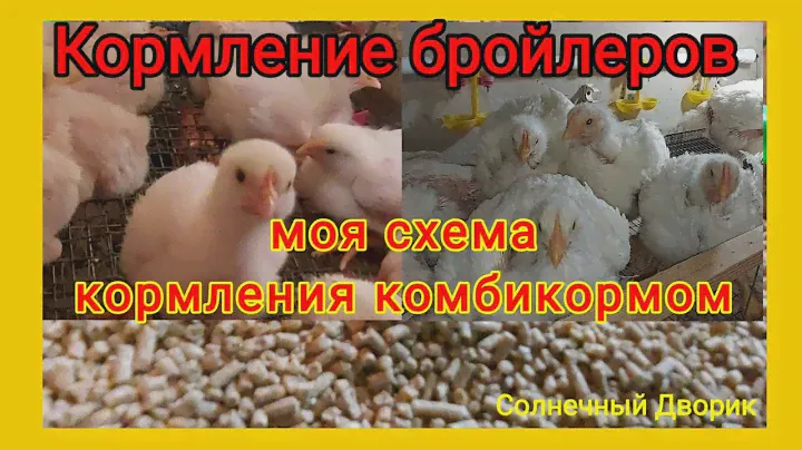 Кормление бройлеров комбикормом.Моя схема кормления для хорошего роста. Бройлеры Арбор Айкрес