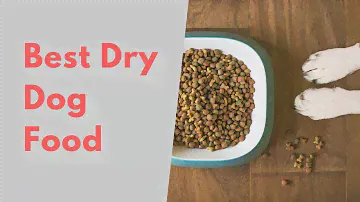 Top 10 Dry Dog Food | Dog Food Review | Purina ONE, Rachel Ray Nutrish, Pedigree, Hill's Science