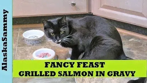 Fancy Feast Grilled Salmon in Gravy Cat Food Taste Test