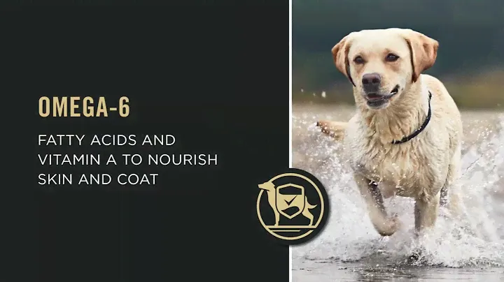 Purina Pro Plan Weight Management Dog Food, Shredded Blend Chicken & Rice Formula Review