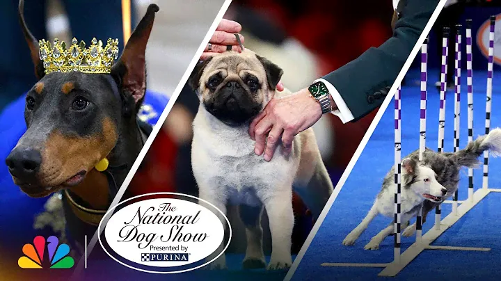 Best Moments of the Show | 2024 National Dog Show Presented by Purina | NBC