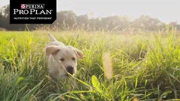Purina PRO PLAN - What if you could give your puppy a head start in life?