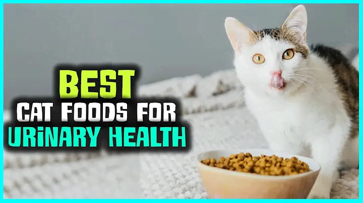 Top 6 Best Cat Foods for Urinary Health Review in 2023 -  on the Market Today