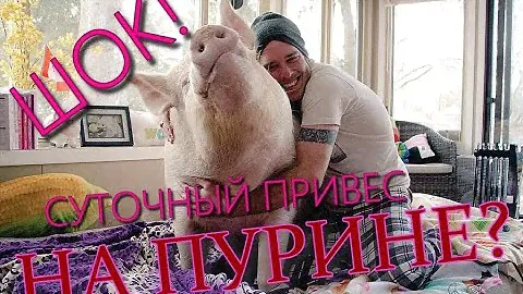 ЭКСПЕРЕМЕНТ   УДАЛСЯ !   пурина старт .КАКОЙ ВЕС ЗА СУТКИ НАБЕРЁТ  ПОРОСЁНОК?
