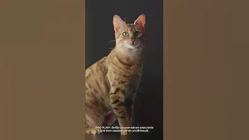 PURINA® PRO PLAN®. Вибір надзвичайних власників для їхніх надзвичайних улюбленців.