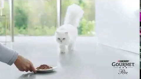 Prime Day 2019 Great Deals! Gourmet Cat Food Perle Chef's Collection