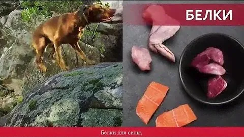 Purina ONE®. Разработано экспертами для здоровья Вашей собаки