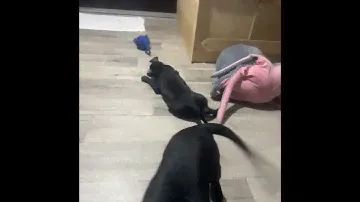 Щенки пит-бультерьера, д. р. 07.09.2024 #pitbull #собака #doglover #doglife #животные