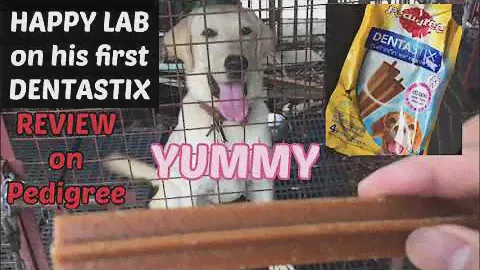 #PedigreeDentastix #Review #Labradorretriever #tulztv #lab #dog  #pedigree #Labrador #pet #mediumdog