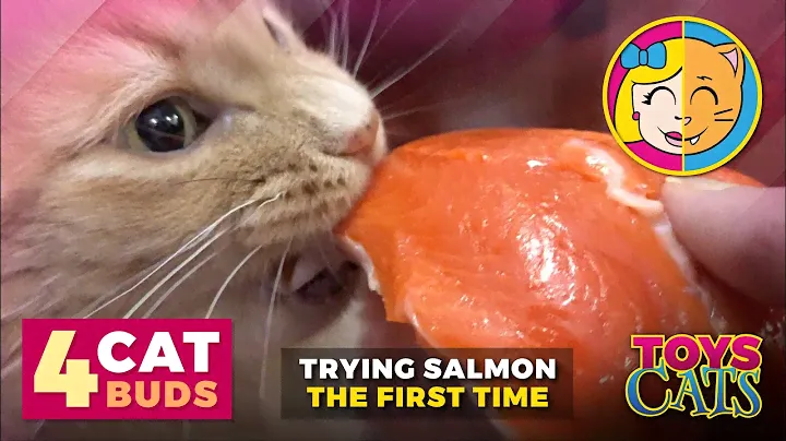CATS TRY FRESH SALMON FOR FIRST TIME + Gift from Marshy!