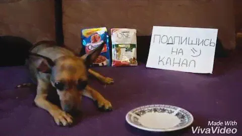 « Дoрого vs дёшево/ Обзор на жидкий корм . PURINA ONE vs Chappi. Что же выбрала Дейзи? »
