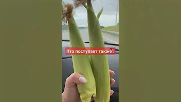 Кто поступает также? #кукуруза #трассам4 #трассадон #стыдно #вкусно #приколы #путешествияпороссии