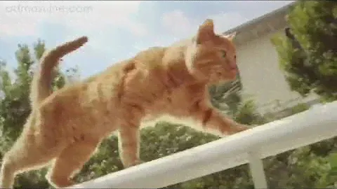Корм Friskies для стерилизованных кошек